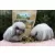 Bunny Yummy herbs eperlevél 90g