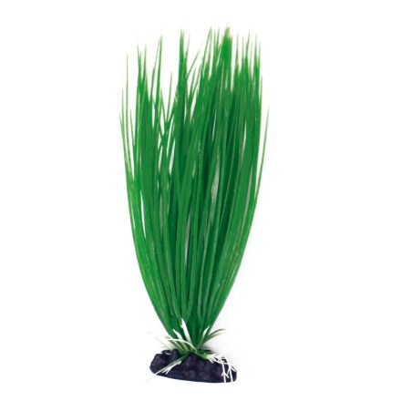 CROCI MŰNÖVÉNY "L" ACORUS  27 CM A8011935