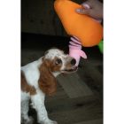 Double Wobble Carrot Conejos - plüss nyuszik répában