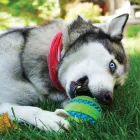 KONG Squeezz Goomz Ball M 6,5cm