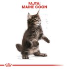 Royal Canin Maine Coon Kitten 2kg
