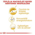 Royal Canin Maine Coon Wet 12*85g