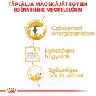 Royal Canin British Shorthair Wet 12*85g