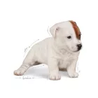 Royal Canin BABYDOG 1st Age Milk 2kg